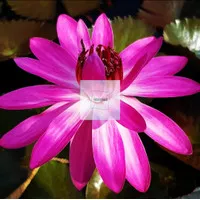 Waterlily | bibit Bunga Teratai merah besar | Siap Tanam| Tanaman Air