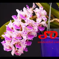 Rhynchostylis Gigantea 'Spotted' DEWASA