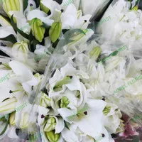 Bunga Lily Putih / Bunga Casablanca / 1-5 tangkai