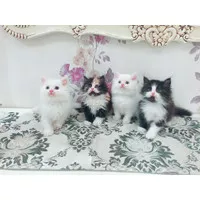 kucing persia,kucing hiamalaya,kucing ragdoll,kucing bengal