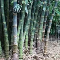 Bibit Tanaman Bambu Petung/Betung - Bambu Raksasa /bambu rebung