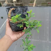 bonsai asem saraf(bahan)