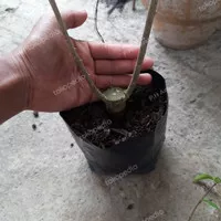 tanaman bahan bonsai sancang