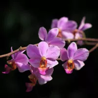 Anggrek ungu Doritis/Phalaenopsis pulcherrima