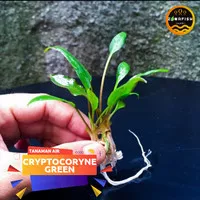 Tanaman Cryptocoryne Wendtii Green - Tanaman Aquascape Full Air