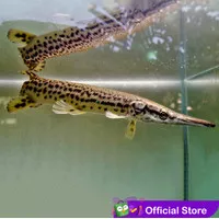 Aligator Gar Spatula / Ikan Predator / Ikan Hias Aquascape