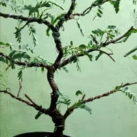 bonsai asem Jawa gabungan