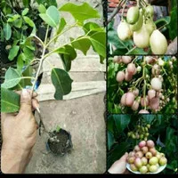 BIBIT TANAMAN BUAH JUWET PUTIH SUPER MANIS/ BIBIT JAMBLANG PUTIH ASLI