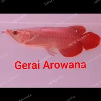Ikan Arwana Super Red Spesial Spon +-27