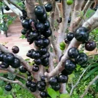 Bibit anggur Pohon / Preco Unggul - anggur brazil jaboticaba super