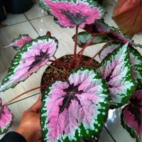 Tanaman begonia rex pelangi jumbo