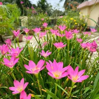tanaman hias rain lily bunga pink kucai lili tulip
