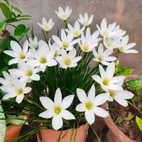 New Tanaman hias kucai tulip bunga putih kucai bunga