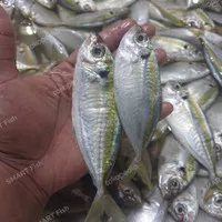 IKAN Selar