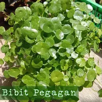 Bibit Tanaman Pegagan Air/Centella Asiatica/Herbal