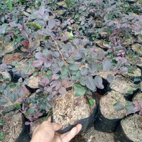 bibit tanaman serut merah