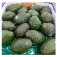 alpukat hass australia alpukat import 1 kg promo alpukat impor