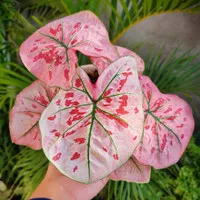 caladium pink guava