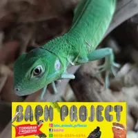 Baby Green Iguana Columbia/ iguana makassar TERMURAH