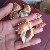 cangkng kerang laut/bufonaria rana/rumh kelomang size L/koleksi aquarm