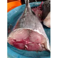 Ikan Tuna