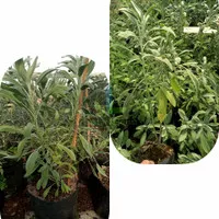 bibit tanaman herbal daun Sage super kualitas