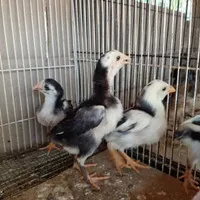 Ayam Pakhoy Import Ori - Ayam Pakhoy Asli