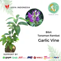 Tanaman Rambat Hias Stefanot Bunga Garlic Vine Bunga Stepanot Ungu