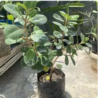 Beringin bonsai tanaman hias bonsai // Bonsai Pohon Beringin Dolar