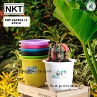 pot bunga tanaman warna warni cactus 10cm - nkt cactus