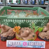 DOP sekat kaca aquarium