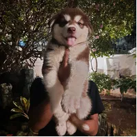 alaskan malamute red female. imported bloodlines. big size