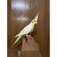 falk australia/Cockatiel Lutino mm Aman untuk bermain anak Dirumah