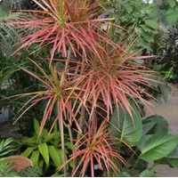 tanaman hias dracaena tricolor indoor outdoor / dracaena marginata