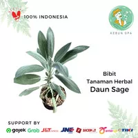 Bibit Tanaman Herbal Sage Tanaman Herb Daun Sage / Salvia Officinalis