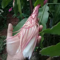 tanaman wijaya kusuma bunga putih/wijaya kusuma/tanaman bunga