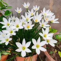 Promo Tanaman hias kucai tulip bunga putih - kucai lily bunga putih