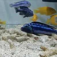 ikan hias johani ciclid chiclid cichlid Johani Johani ikan aquascape