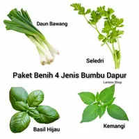 Paket Benih Bumbu Dapur Herbal Herb seledri daun bawang kemangi basil