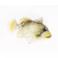 Triger Kapas / Triger Batu (Yellow Margin Triggerfish)
