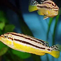 ikan hias biasa cichlid ciclid niasa ikan hias aquarium aquascape