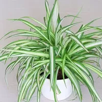 tanaman spider plant /tanaman lili Paris hawai