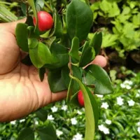 bibit tanaman buah cherry jepang kondisi berbuah