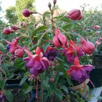 Tanaman Bunga Anting India Fuschia Bunga Lampion ungu