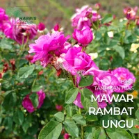 Bibit Tanaman Bunga Mawar Rambat Ungu / Climbing Roses - Tanaman Hidup