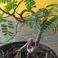 Bonsai Asem Jawa / Asam Jawa