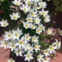 tanaman kucai tulip bunga putih - liliy hujan kucai tulip - bunga