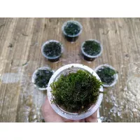 Tanaman Aquascape - Moss Ricardia Mini (Bahan) Porsi Cup