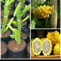 bibit pohon buah naga kuning/pohon buah naga kuning
