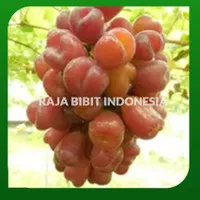 Bibit anggur import my heart